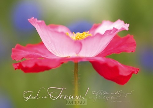 Poster A3 God is trouw