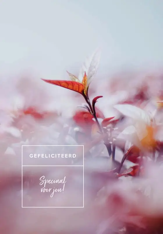 Gefeliciteerd wensboekje set3