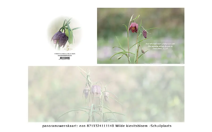 Panoramawenskaart wilde kievitsbloem